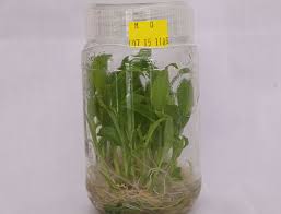 Turmeric Tissue Culture Plants